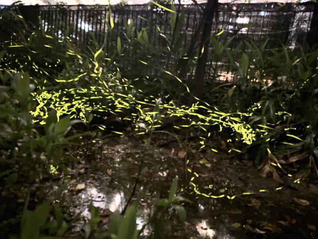 馬明潭螢光飛舞2