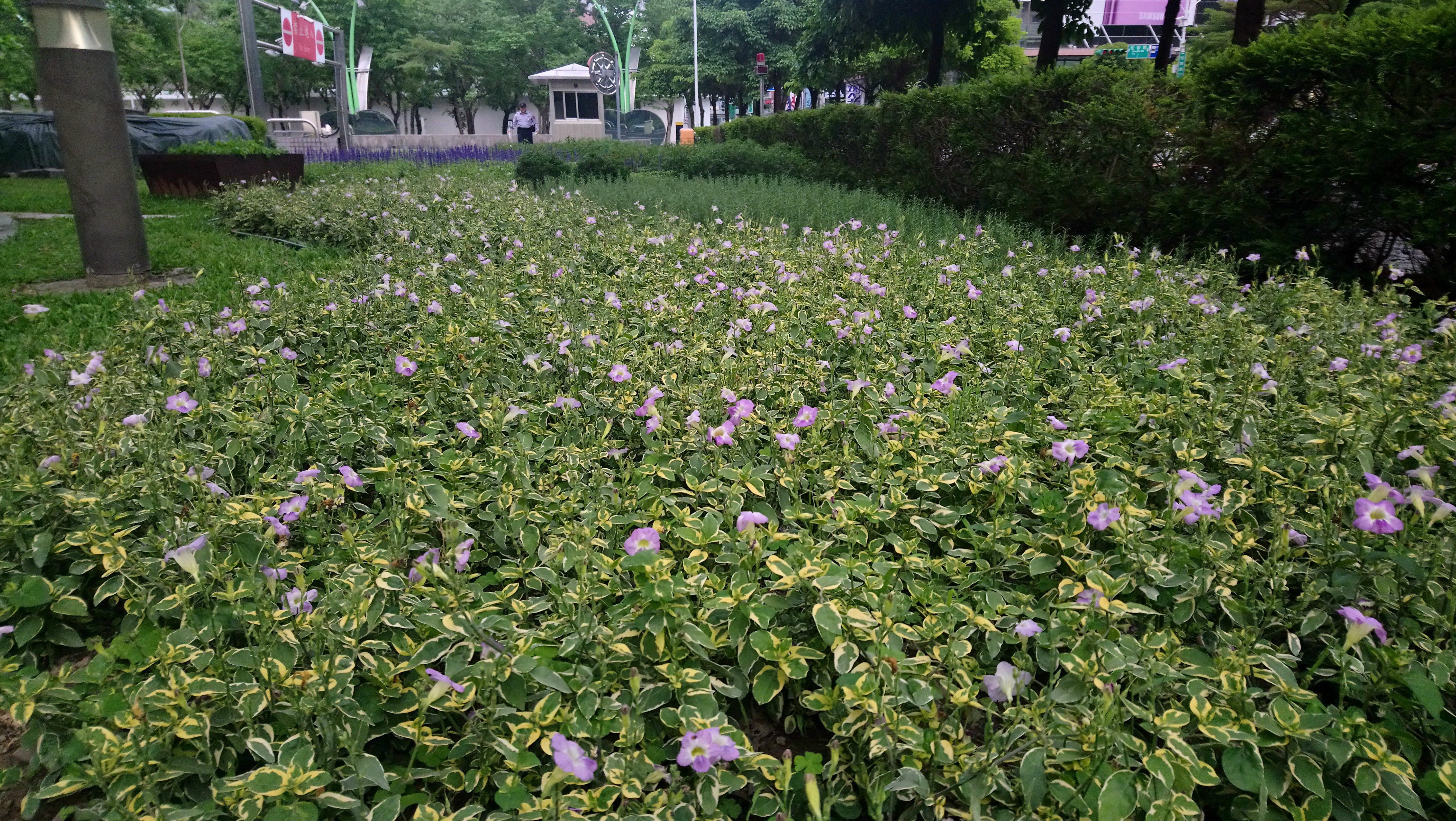 葉可食花可賞 斑葉赤道櫻草染紫夏日