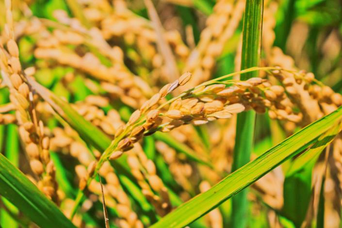 照片8水稻自花授粉並結種子，稱為稻穗2