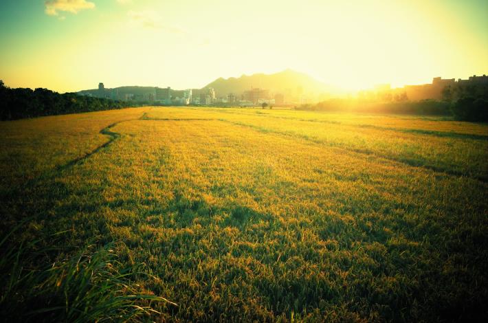 照片12稻田襯托落日的美景2