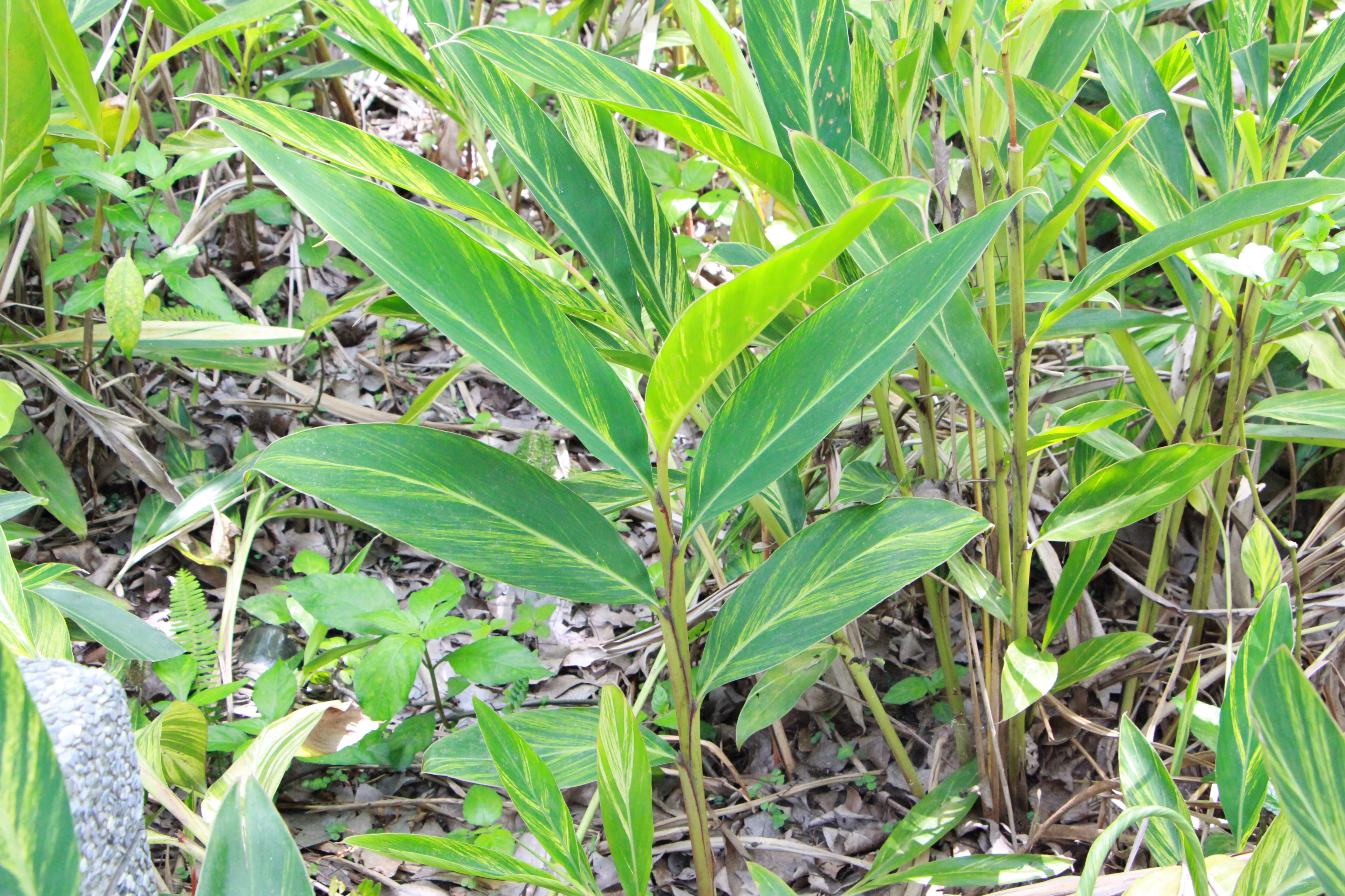 臺北市立中山幼兒園 新聞稿 包粽炊粿月桃葉芳香荳蔻月桃花