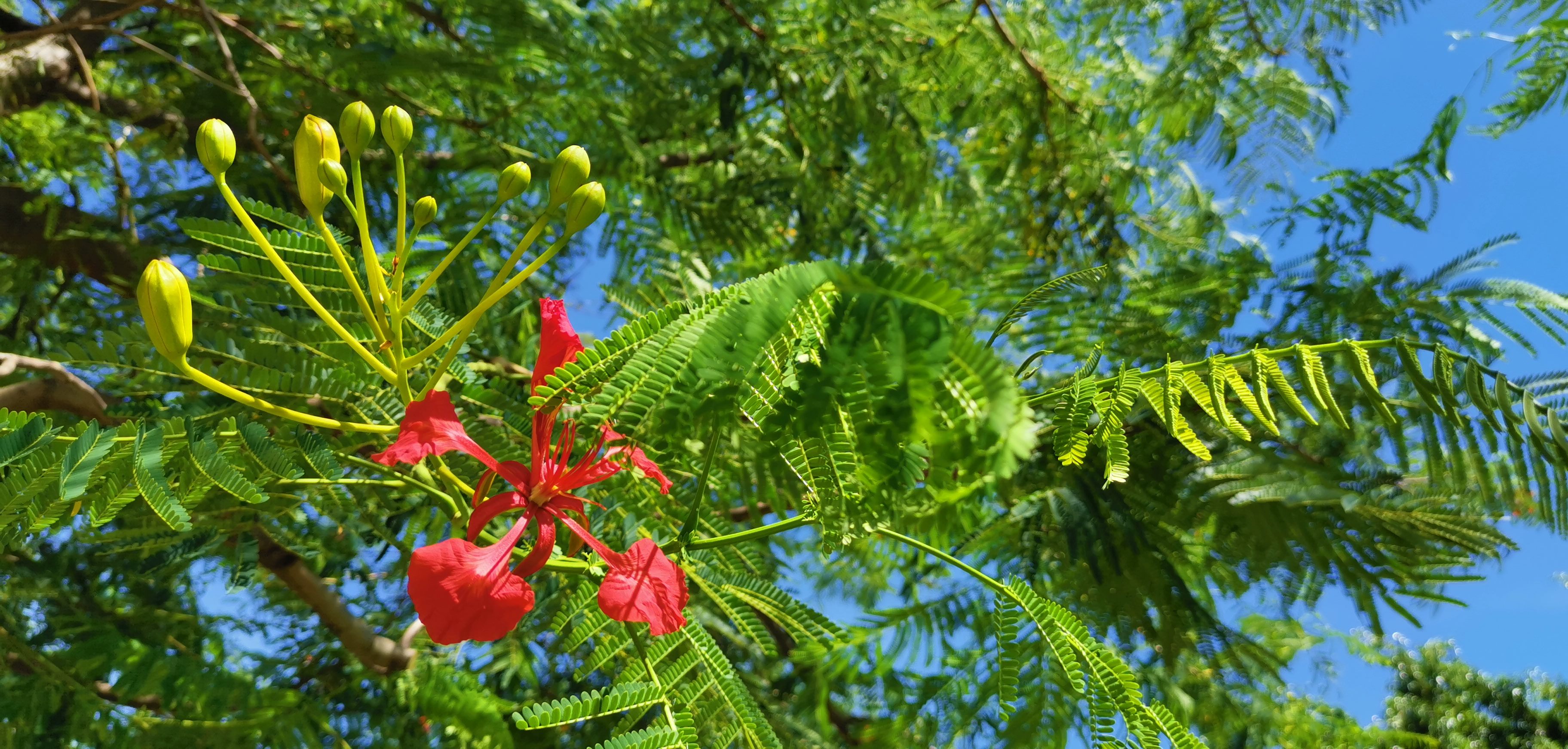 臺北市政府全球資訊網-市府新聞稿-抓住夏天尾巴鳳凰花盛開迎學子