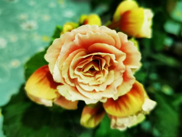13.麗格秋海棠有著熱情的特質 適合佈置於庭院美化居室