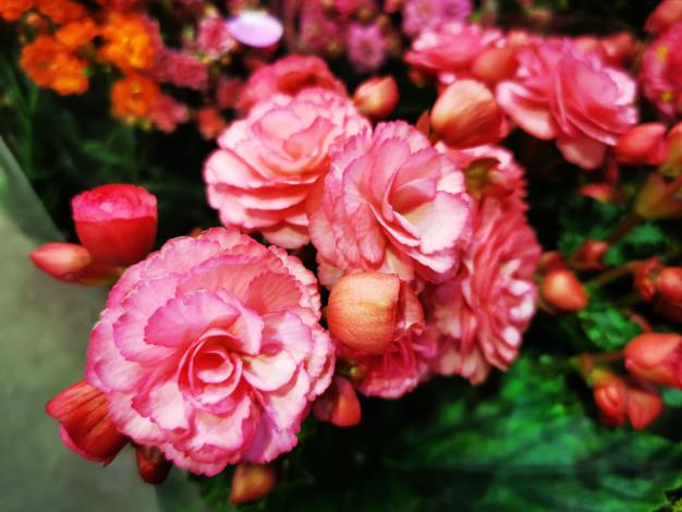 10.花形似玫瑰花的麗格秋海棠 又名玫瑰海棠