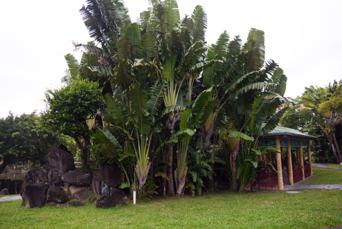 圖1：原產地在馬達加斯加的旅人蕉，是世界著名的景觀樹木