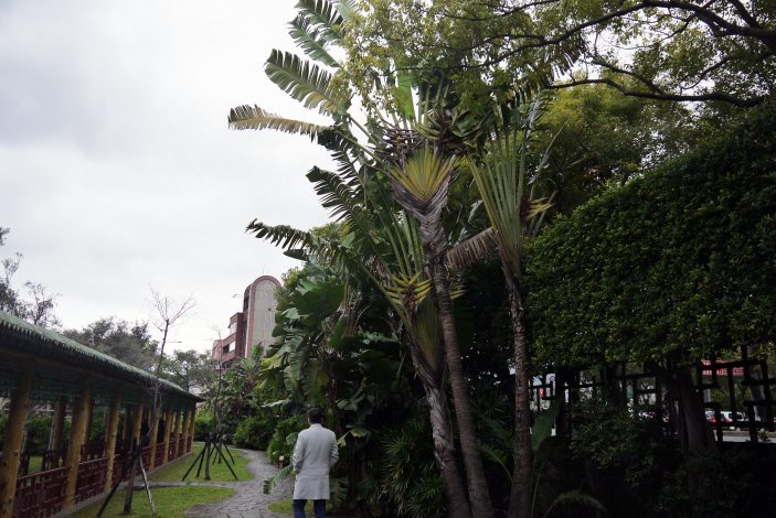 圖2：旅人蕉的樹幹直立，高可達10公尺