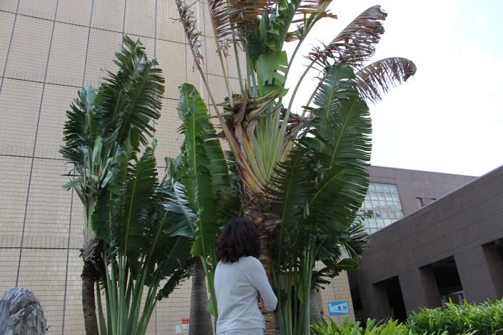 圖7：旅人蕉因葉面大，強風吹襲易破碎，栽植地點應盡量選擇避風處栽植.JPG