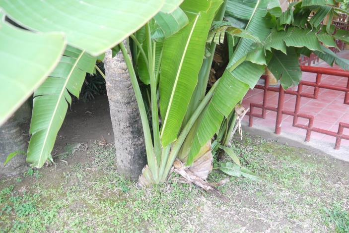 圖5：旅人蕉葉具長柄，葉柄基部可以貯存大量水分.JPG