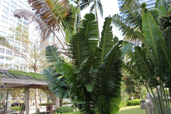 圖8：旅人蕉喜歡高溫多濕的種植環境，栽植地點以日照需充足、排水良好處較佳.JPG