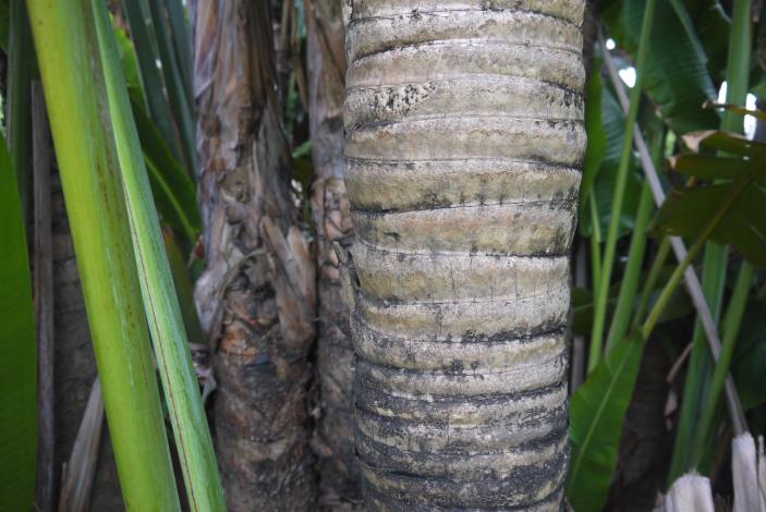 圖3：樹幹圓柱狀，環節明顯，無分枝.JPG