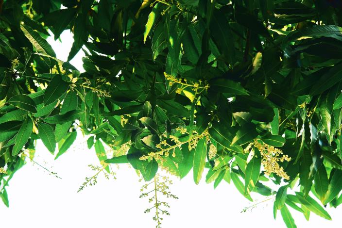 照片6-1：春天開花時滿佈小花，花色為淡黃色到紅褐色。