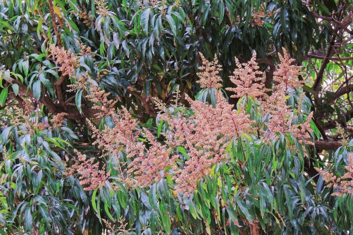 照片6-2：春天開花時滿佈小花，花色為淡黃色到紅褐色。