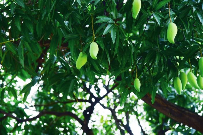 照片2：芒果也有著「愛情之果」的美名。