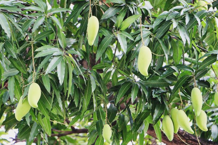 照片8-2：臺北市的芒果結果枝葉均高達6~12公尺以上，為避免果實掉落造成公安事件，成熟期由工務局公園處增派高空車輛進行採摘。