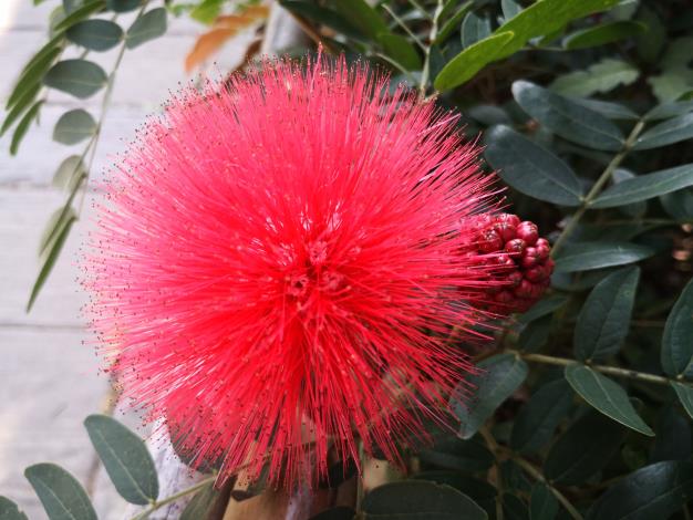 照片2.為頭狀花序，開放時雄蕊的花絲長而突出，集合成圓扇型