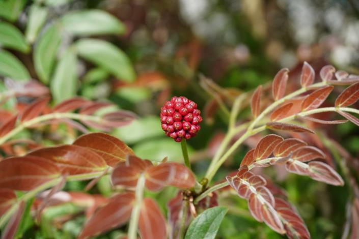照片6.頭狀花序的花苞呈現紅色時，表示即將開花了.JPG