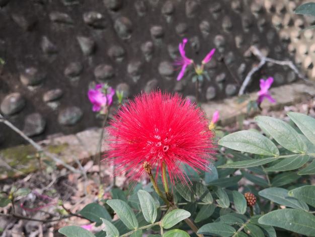 照片1.粉撲花花序呈艷紅色，色彩醒目，引人注視
