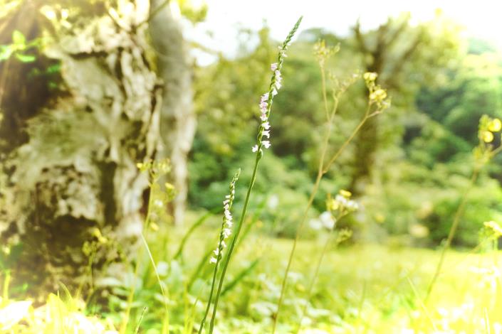 10-綬草在野外已愈來愈難找到，他很需要大家一起守護.JPG