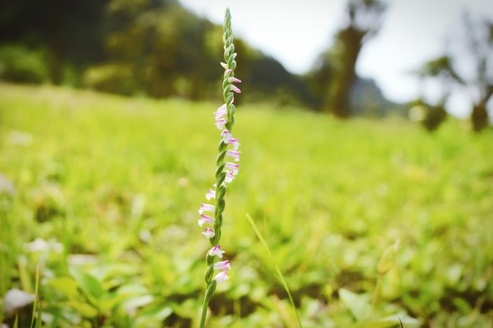 01-綬草的花序如綬帶一般，故得名。.JPG