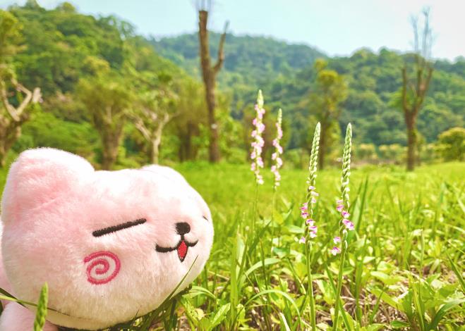07-綬草野性很強，因此與其他草一起種植才會有較良好的效果。.JPG