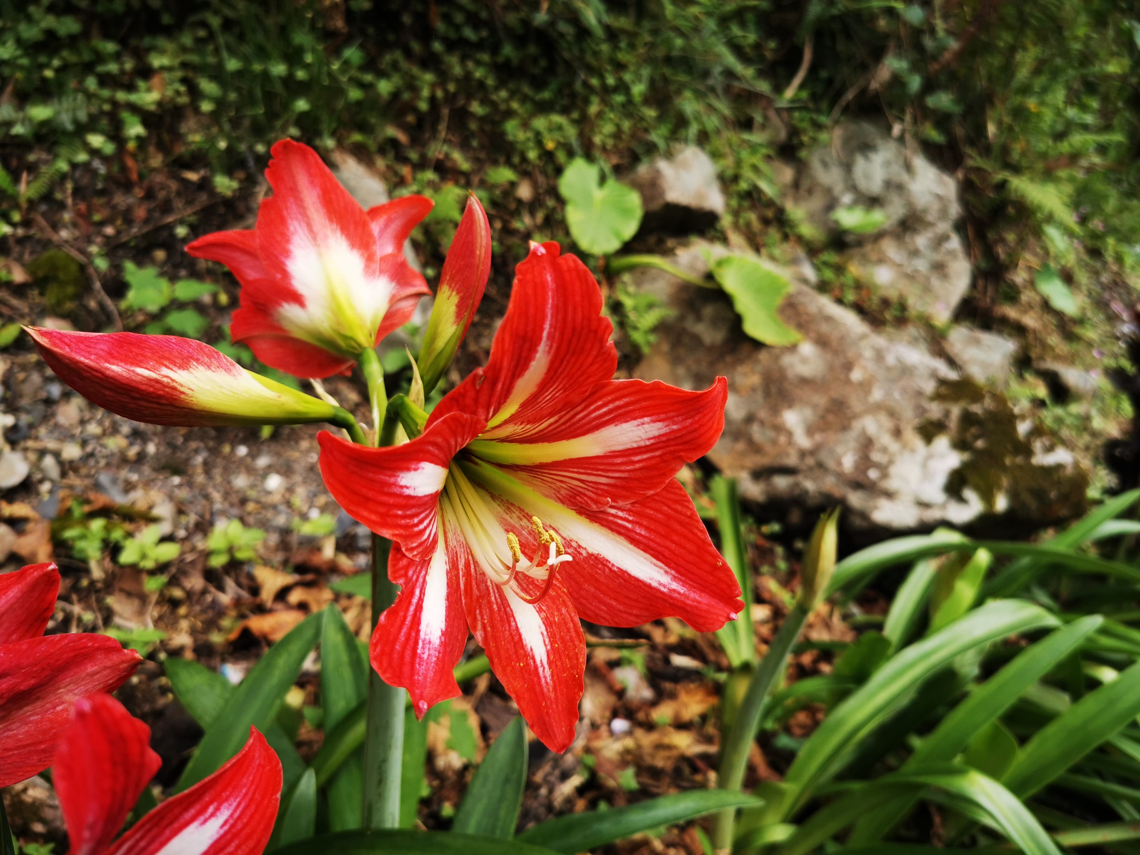 7.花朵碩大高掛在長長的花梗上 故又稱喇叭花