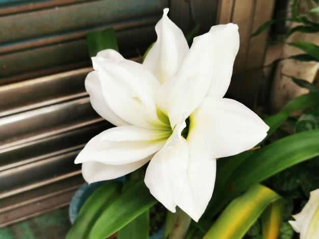 9.難得可以一親芳澤的重瓣品種