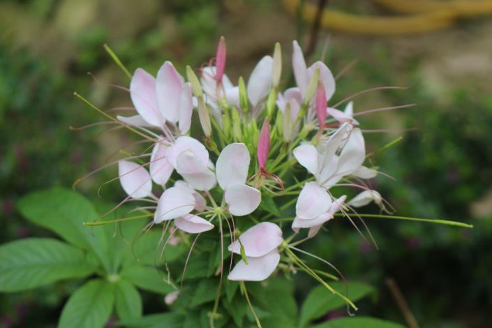 37醉蝶花，花朵豔麗，是優良庭園美化用植栽.JPG