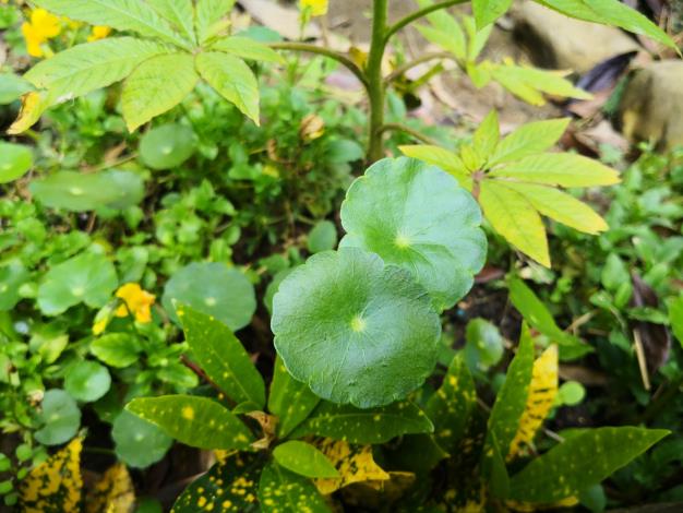 43銅錢草為多年生挺水性草本植物，水族名「香菇草」