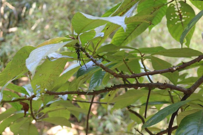 26水冬瓜，枝有瘤狀斑點，通常長於闊葉林，溪谷兩旁避風且目潮濕地的區域.JPG