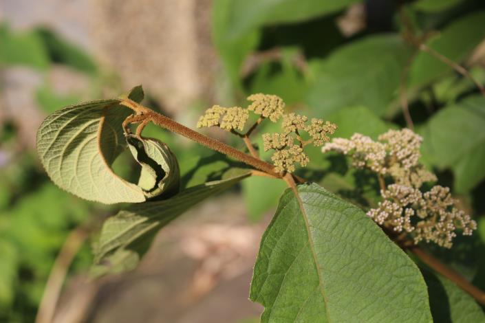 22杜虹花，單葉，小枝、葉及花序均密被星狀毛茸.JPG