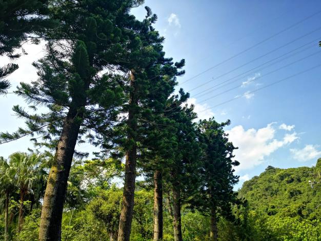 14肯氏南洋杉為優良的庭園樹種，臺灣各地庭園，公園，學校都有栽植