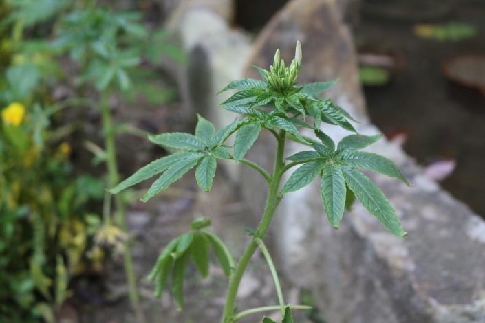 36醉蝶花，全株莖葉被黏質腺毛，具臭味；葉互生，掌狀複葉.JPG