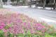 圖13彩石竹是道路全島常用的美化花卉，可以在市民廣場或市府路的安全島上看到它的倩影.JPG