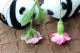 圖11無論是五彩石竹(左)還是康乃馨(右)，開花時像極了小姑娘穿著花花圓裙，在綠葉中跳著圓舞曲.JPG