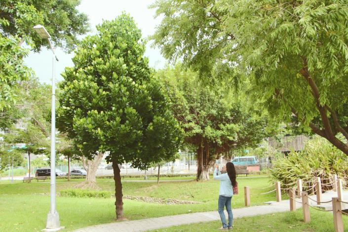 照片4.濕地步道路燈旁福木，呈現猶如棉花糖般可愛的樹形.JPG