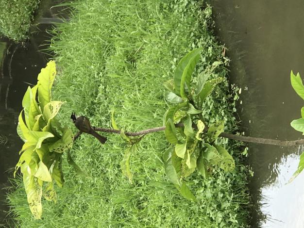 照片8.池邊種植了各種誘鳥、誘蝶植物，吸引不同的鳥類穿梭植栽間.JPG