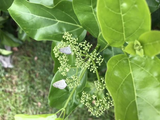 照片7.臭娘子現正開花結果，它的花也是小蝴蝶喜愛的食物，吸引著蝴蝶來採蜜。.JPG