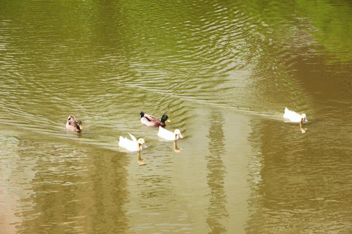 照片16.池內有許多不同種類的鴨子一同生活，悠游水上。.JPG