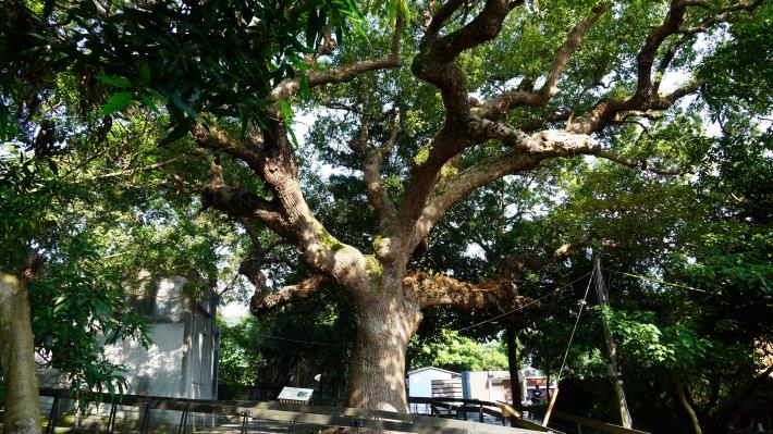 22大樟樹聳立在芝山公園，從前清、日據時代至今，已有3百歲了.JPG