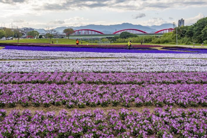 11.今年古亭河濱公園綻放的浪漫紫色花海