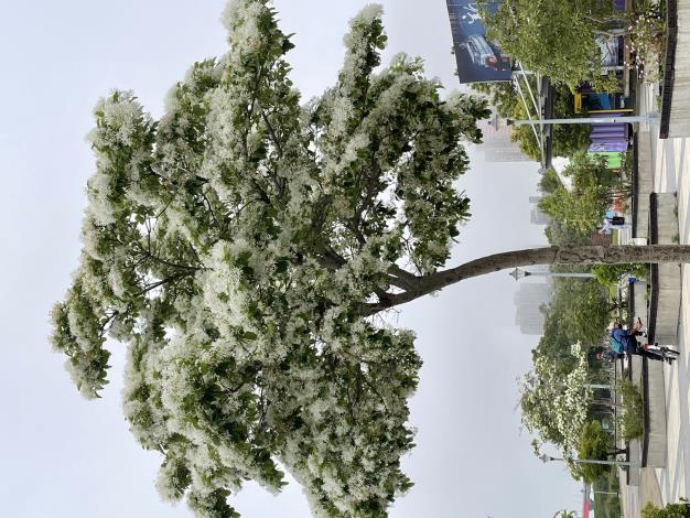 照片5：流蘇樹為落葉性中喬木，樹高可達10公尺，拍攝地點為關渡水岸公園.JPG