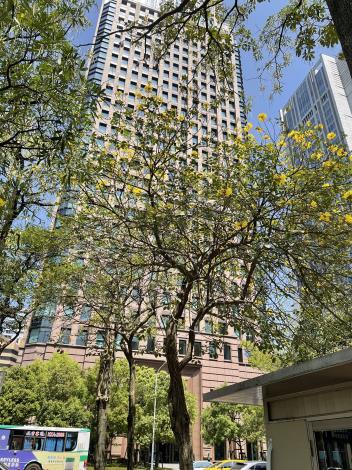 照片9：黃花風鈴木也是春天開花的樹木，其為紫葳科風鈴木屬，又名金風鈴、黃鐘木，拍攝地點為市政府週邊。.JPG
