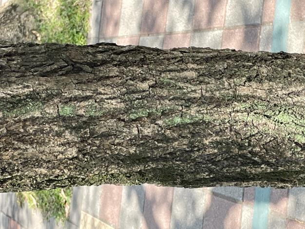 照片11：黃花風鈴木的樹皮有深刻裂紋.JPG