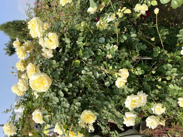 照片20：玫瑰依花朵大小及植株型態大致可以區分為大輪花、中型花、迷你玫瑰和蔓性玫瑰四種，照片中為蔓性玫瑰，拍攝地點為新生公園。