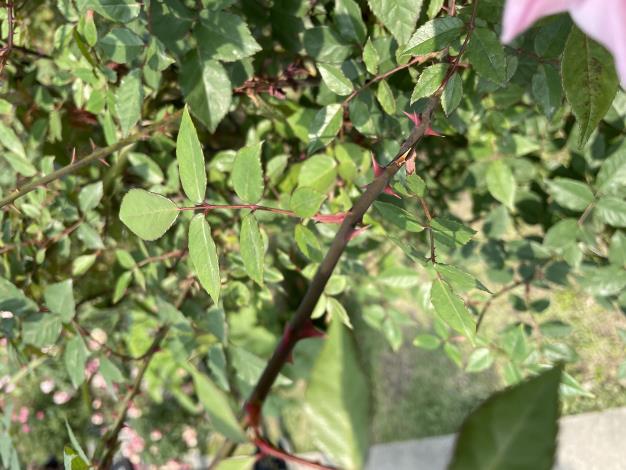 照片18：玫瑰植株高度可達2公尺，莖帶刺和腺毛，是它著名的特色.JPG