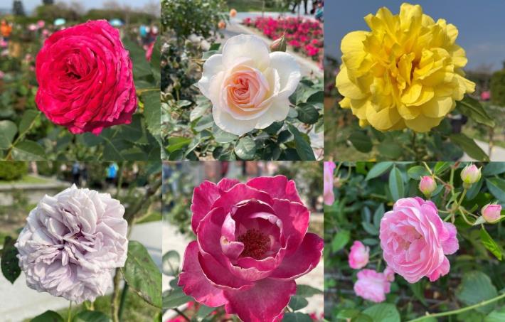 照片19：玫瑰花色繽紛豐富且多變，有紅、紫、黃、粉紅、橙、白及複色等色，花期主要也是以春季為主。