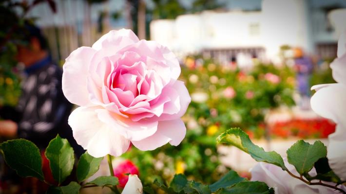 照片17：玫瑰花為耐寒性多年生常綠或落葉灌木，薔薇科薔薇屬，別名又為薔薇、刺玫花、徘徊花，拍攝地點為新生公園.JPG