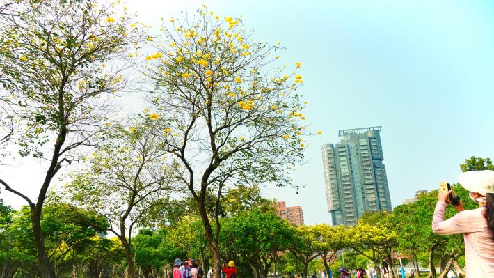 照片12：黃花風鈴木屬落葉樹種株高可達15公尺高，拍攝地點為大安森林公園
