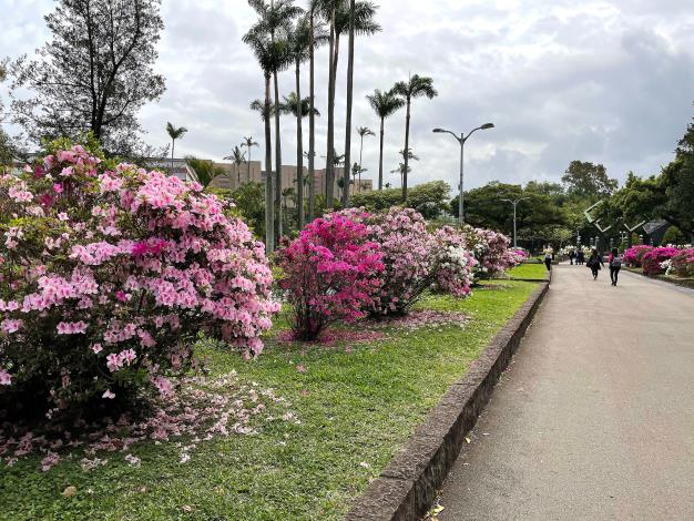 照片4：杜鵑花喜歡偏酸性土壤，花季過後適度修剪，有助於來年開花繁茂，拍攝地點為228公園