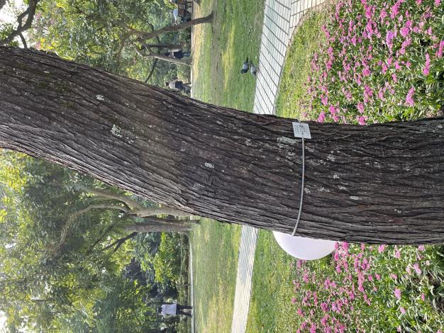 照片14：苦楝樹高可達15公尺以上，樹皮灰褐色，有深刻不規則縱裂紋。.JPG